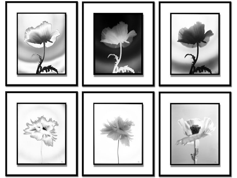 Global Views Art Len Prince Photography-Poppy Series 6 of 6 WDSLP4005-GV at Norwood Furniture