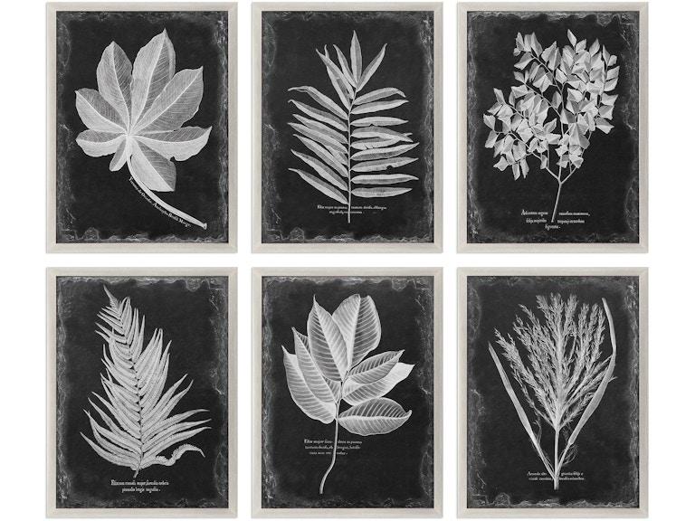Uttermost Art Foliage Framed Prints Set/6 33671 at Norwood Furniture