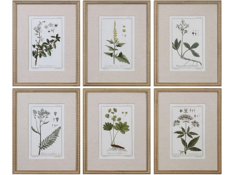 Uttermost Art Green Floral Botanical Study Prints Set/6 33651 At Norwood Furniture