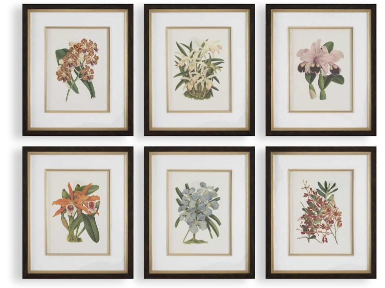 Uttermost Art Orchid Botanical Framed Prints Set/6 32447 at Norwood Furniture
