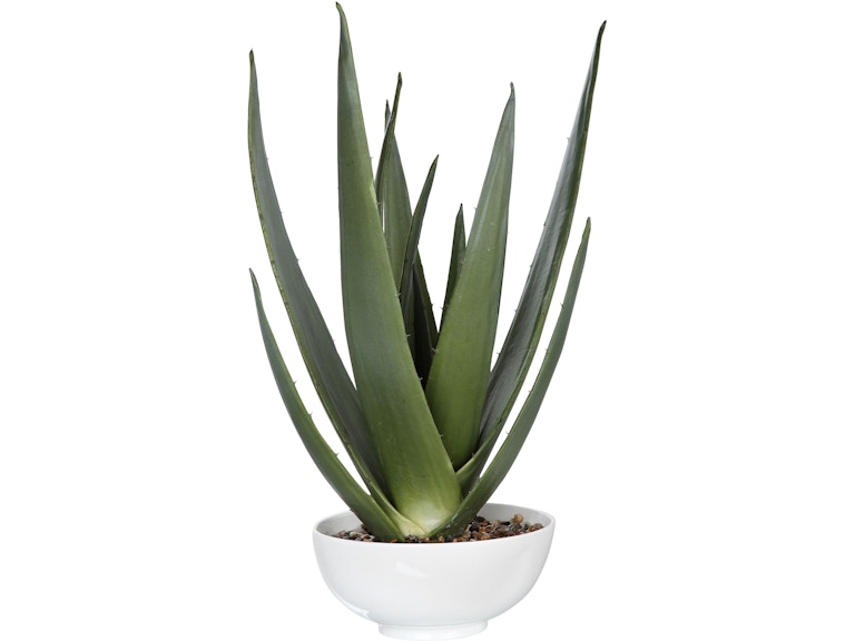 Uttermost Flowers and Plants Evarado Aloe Planter 60177 at Norwood Furniture